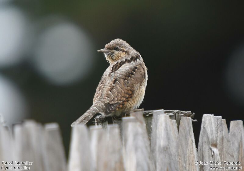 Eurasian Wryneck