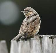 Eurasian Wryneck