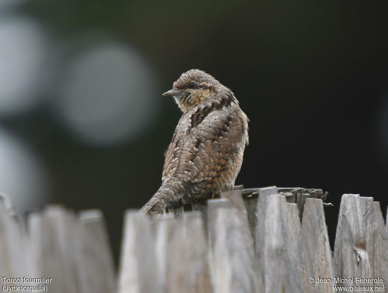 Eurasian Wryneck