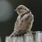 Eurasian Wryneck