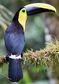 Toucan du Chocó