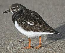 Ruddy Turnstone