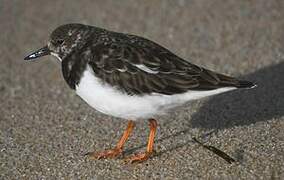 Ruddy Turnstone