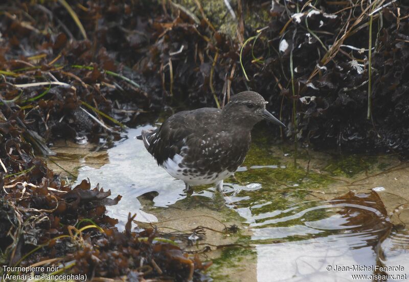 Black Turnstone