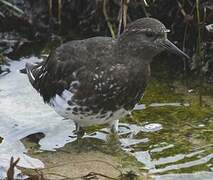 Black Turnstone