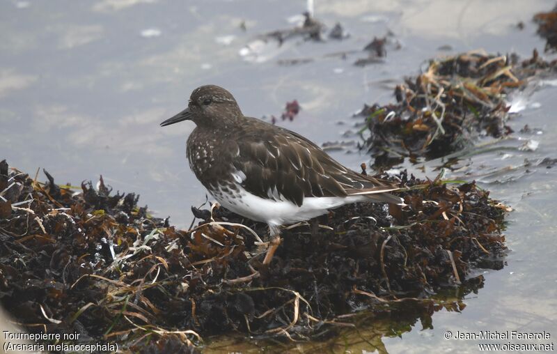 Black Turnstone