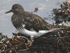 Black Turnstone