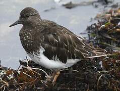 Black Turnstone