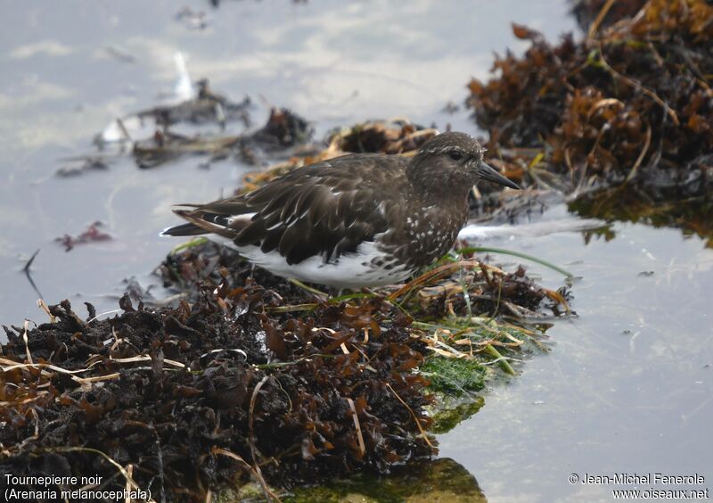 Black Turnstone