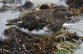 Black Turnstone