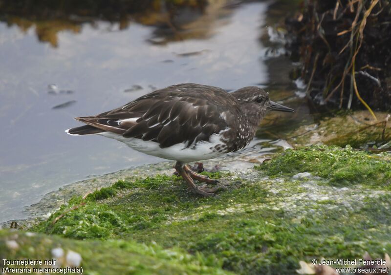 Black Turnstone