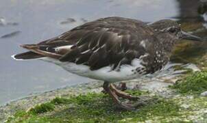 Black Turnstone