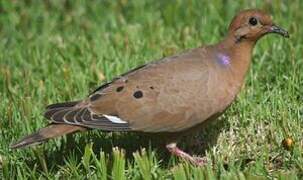 Zenaida Dove