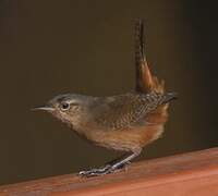 Southern House Wren