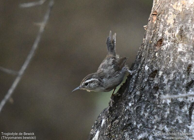 Bewick's Wren