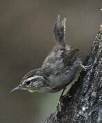 Troglodyte de Bewick