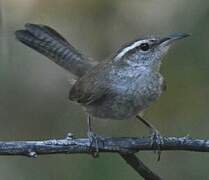 Bewick's Wren