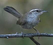 Bewick's Wren