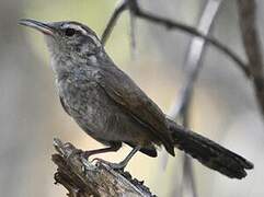 Bewick's Wren