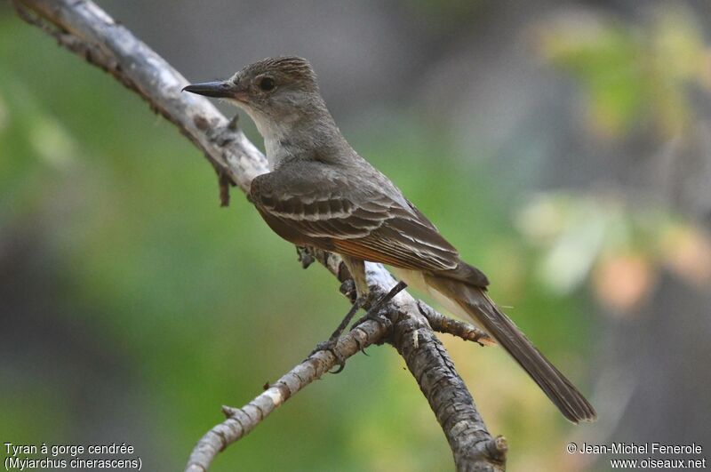 Ash-throated Flycatcher