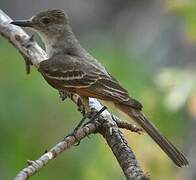 Ash-throated Flycatcher