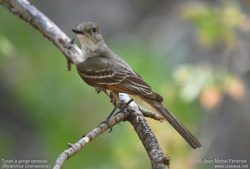 Ash-throated Flycatcher