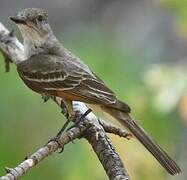 Ash-throated Flycatcher