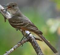 Ash-throated Flycatcher