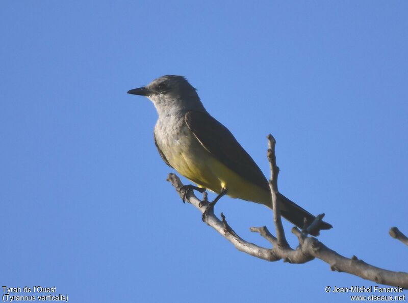 Western Kingbird