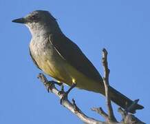 Western Kingbird