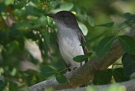 Loggerhead Kingbird