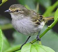 Tyranneau du Chocó