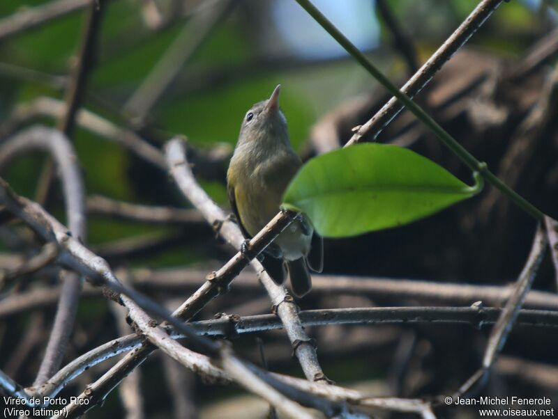 Puerto Rican Vireo