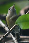 Puerto Rican Vireo