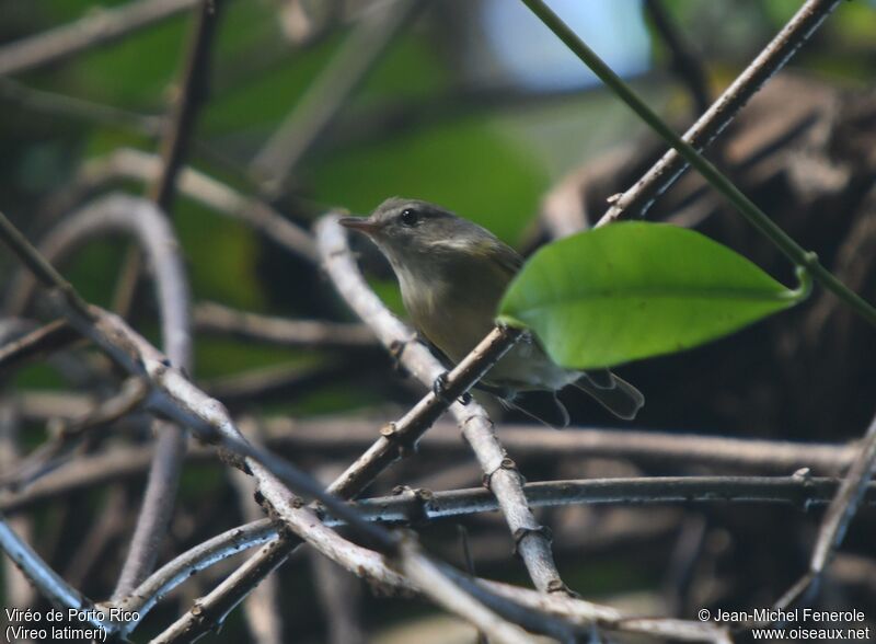 Puerto Rican Vireo