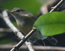 Puerto Rican Vireo