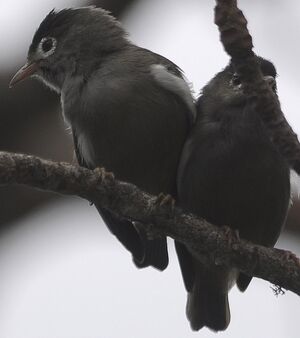 Zostérops de Sao Tomé