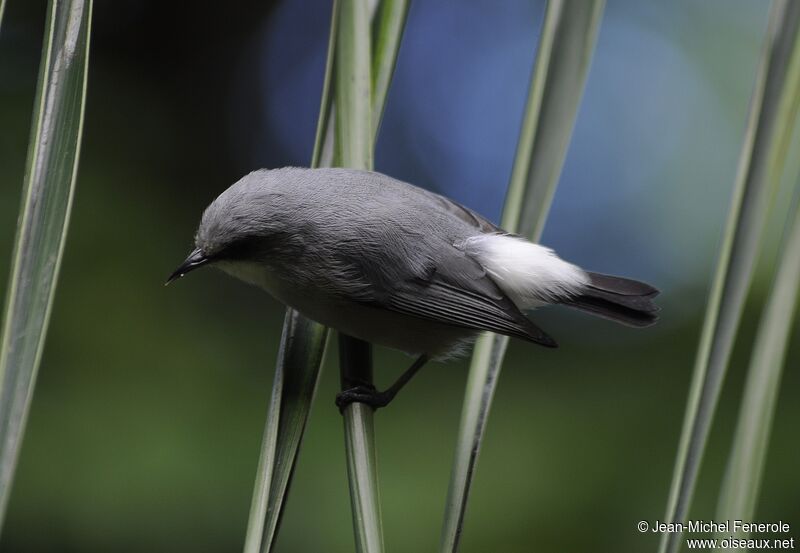 Zostérops gris