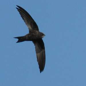 African Black Swift - Apus barbatus