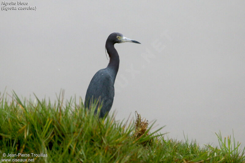 Little Blue Heron