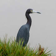 Little Blue Heron