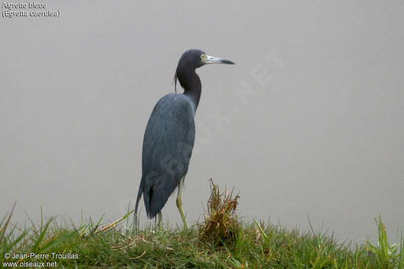 Aigrette bleue