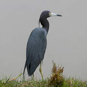 Aigrette bleue