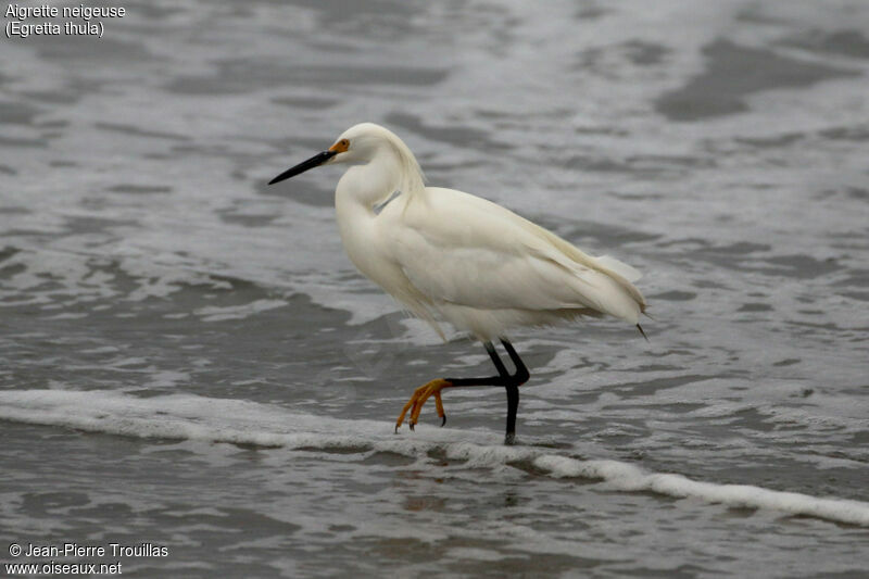 Snowy Egret