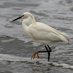 Aigrette neigeuse