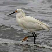 Snowy Egret