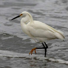 Aigrette neigeuse