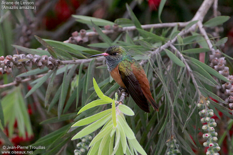 Amazilia Hummingbirdadult