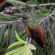 Amazilia Hummingbird