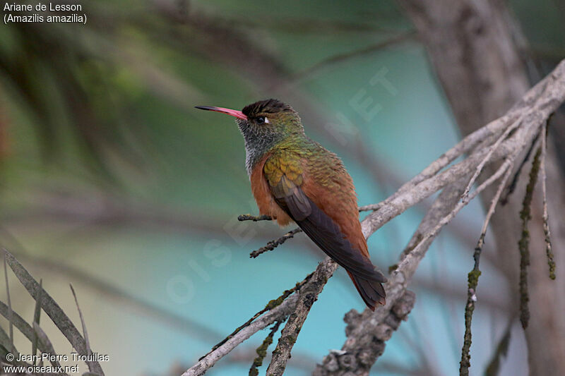 Amazilia Hummingbird